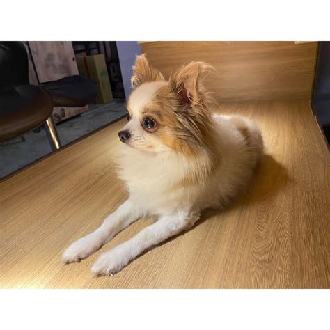 Tzuyu shares that her beloved dog Gucci has passed .